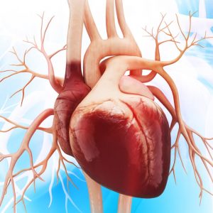 Cardiac Conqueror Bundle